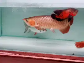 Arwana super red -+45cm take all