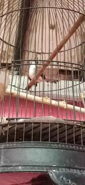 Cikris ciblek kristal bunyi