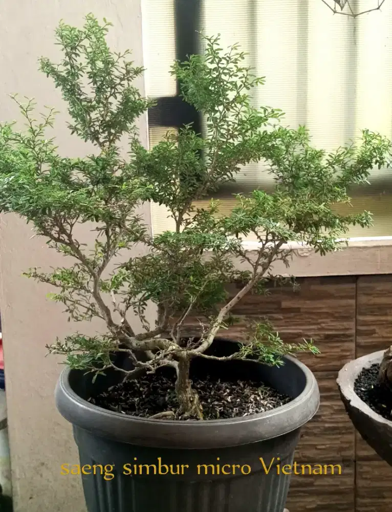 Saeng simbur micro Vietnam