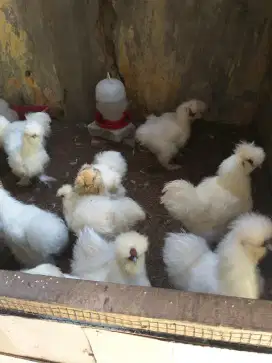 Ayam American Silkie