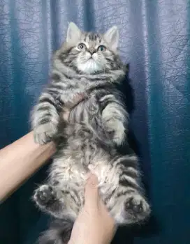 kitten persia #persmed#longhair