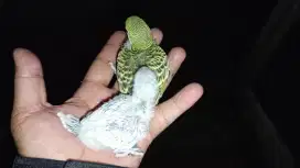 Anak burung parkit