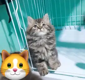 kitten persia # kitten lucu #kitten gembul longhair
