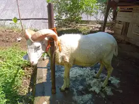 Domba aqiqah super