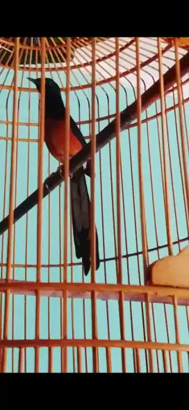 Murai pastol balak