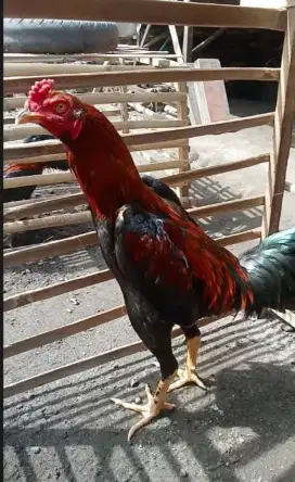 Ayam Pakhoy (Hitam Merah)