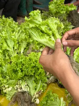 PENGURUS KEBON & SAYURAN