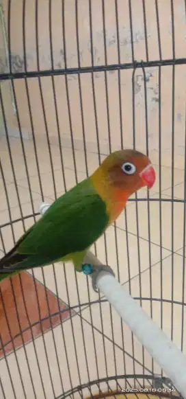 Dijual burung lovebird