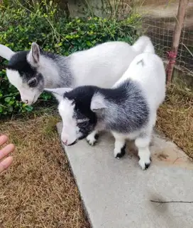sepasang anakan kambing mini pygmi 3-4 bln FB koleksian exotik unik ok