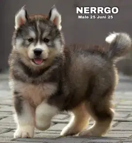 Siberian husky jantan •NERRGO•