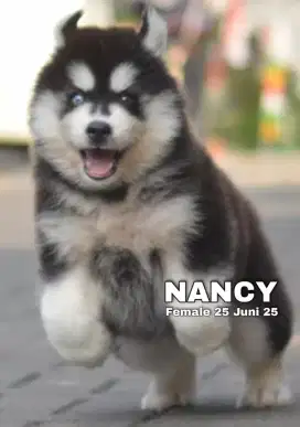 Siberian husky betina •NANCY•