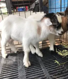 sepasang anakan kambing mini pygmi 3-4 bulanan TB 30cm exotik lucu top