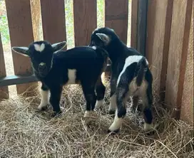 sepasang anakan kambing mini pygmi 3-4 bulanan TB 30cm exotik lucu top