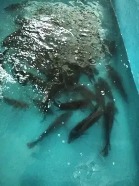 Jual ikan segar nila,emas,koi,tamasaba