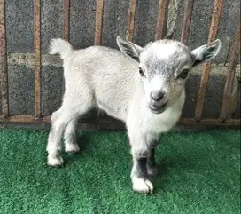 sepasang anakan kambing mini pygmi 3-4 bulanan exotik lucu pendek hias