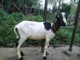 Danten Domba Garut