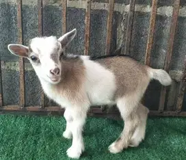 sepasang anakan kambing mini pygmi FB TB 30cm koleksian unik exotik ok