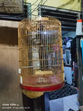 Kandang Murai No 1 keker siap pakai 150