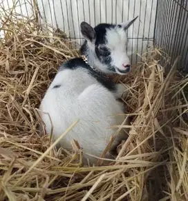 sepasang anakan kambing mini pygmi 3-4 bln koleksian exotik FB rawatan