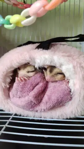 sugar glider sepasang