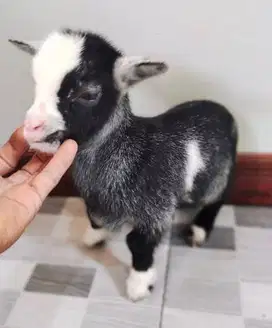 sepasang anakan kambing mini pygmi TB 30cm 3-4 bln koleksian exotik ok