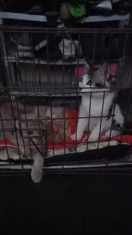 Adopsi Kitten Mix