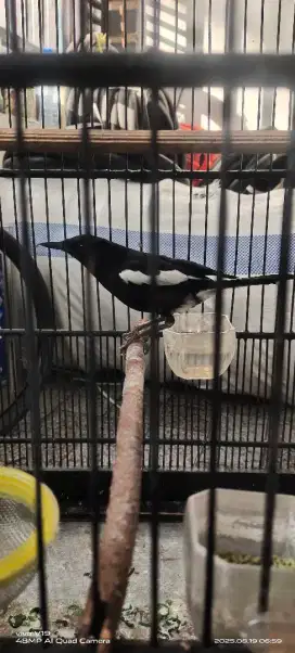 Burung kacer.buxi hariane.bodi gedde.