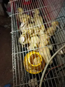 Anak minti jumbo 15 ekor