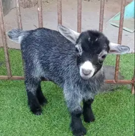 sepasang anakan kambing mini pygmi 3-4 bln koleksian exotik FB ori top