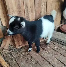 sepasang anakan kambing mini pygmi 3-4 bln koleksian exotik FB ori top