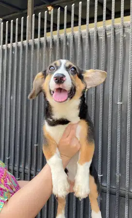 Dijual Cepat Puppy Anakan anjing welsh corgi semi mix Jantan Male