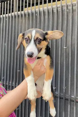 Dijual Cepat Puppy Anakan anjing welsh corgi semi mix Jantan Male