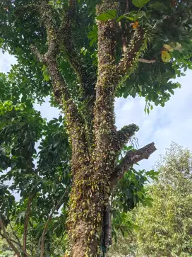 Pohon 29 Batang