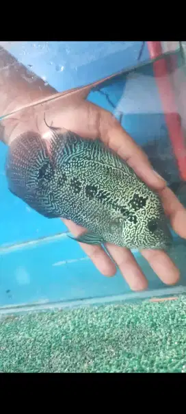 Female cencu cc