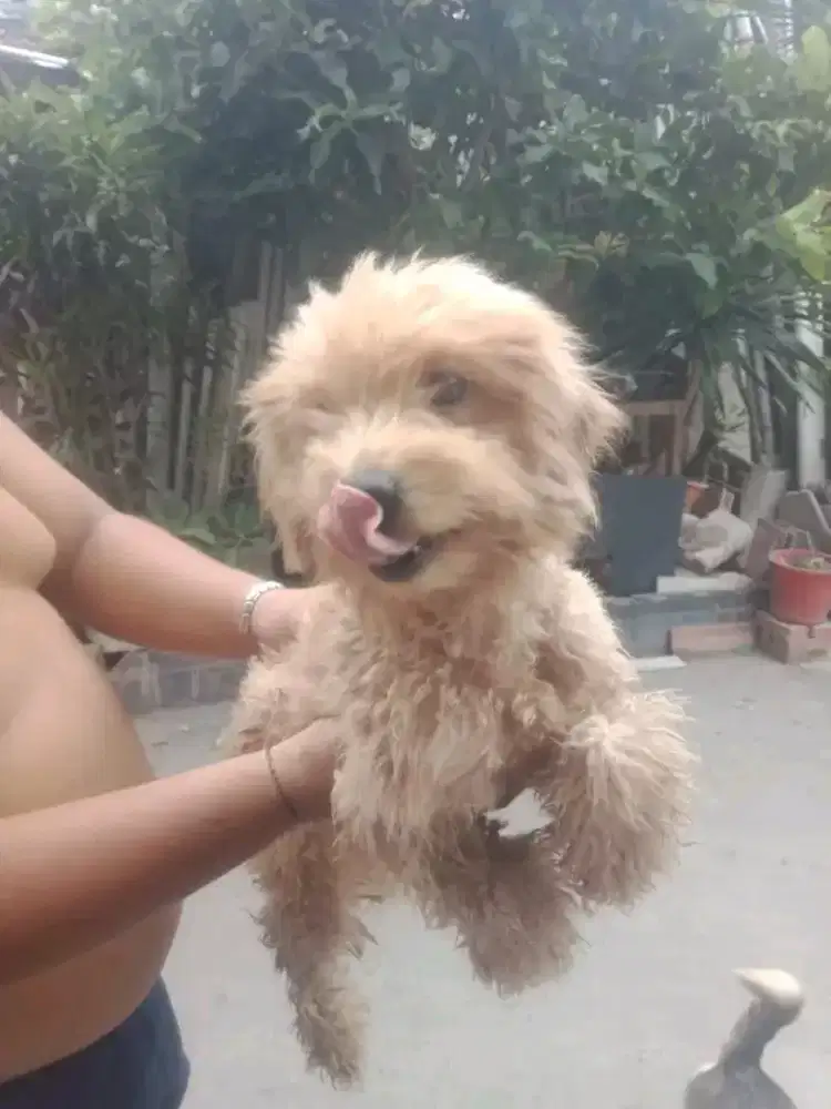 di semihibahkan anjing puddle