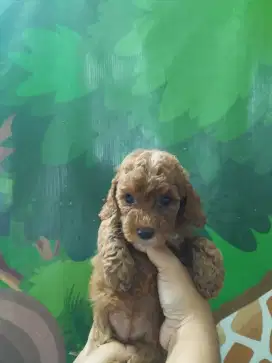 toy poodle non stamb