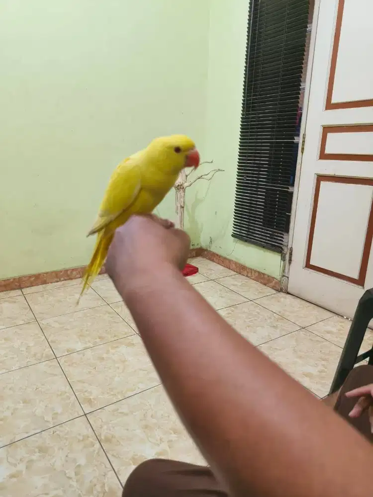 Burung jinak indian ringneck