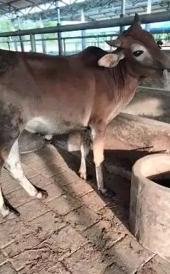 4 ekor bakalan sapi jantan 1 tahunan 200-250kiloan siap penggemukan ok