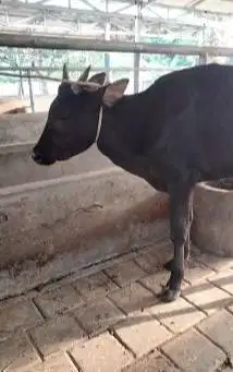 obral 4 ekor sapi jantan 1 tahunan 200-250kiloan siap ternak digemukin