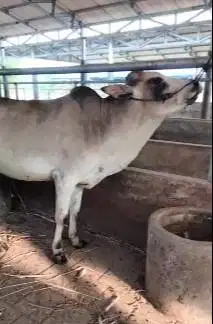 obral 4 ekor sapi jantan 1 tahunan 200-250kiloan siap ternak digemukin