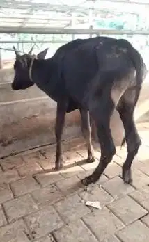 borongan 4 ekor sapi jantan 1 tahunan siap penggemukan qurban rawatan