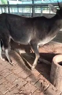 borongan 4 ekor sapi jantan 1 tahunan 200-250 kiloan siap penggemukan