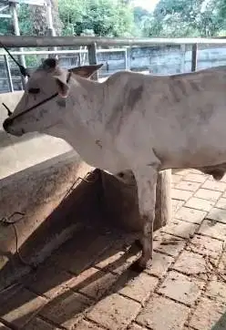 paketan 4 ekor sapi jantan 1 thn 200-250kilo siap ternak penggemukan