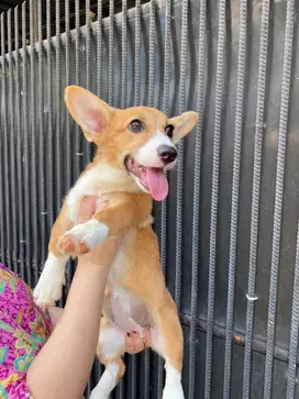 Dijual cepat Puppy anjing welsh corgi betina mix female sable white