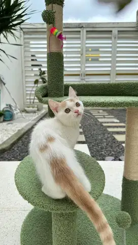 BSH Bicolor Cream