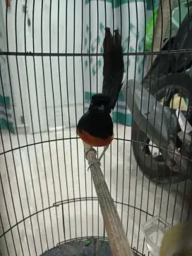Murai baru hutan