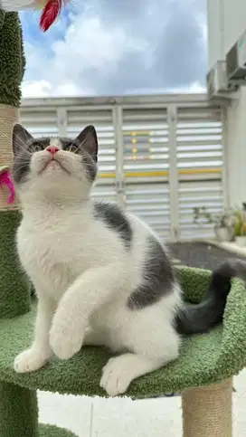 Kucing BSH Bicolour Blue