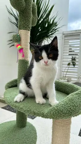 BSH Bicolor Black