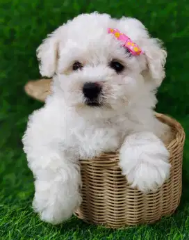 BICHON keturunan KOREA high quality