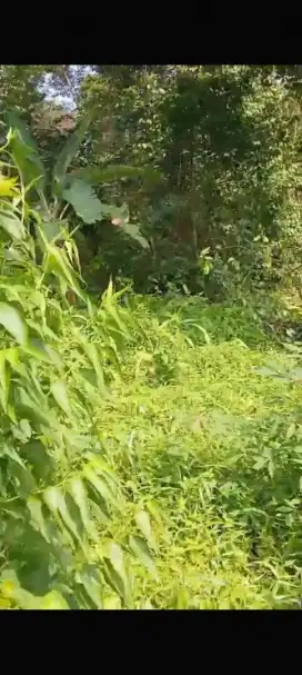 Tanah kebun cocok buat kebun duren
